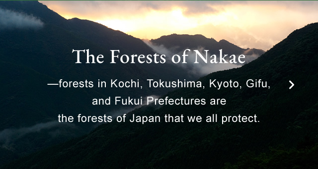 The Forests of Nakae—forests in Japan we all protect