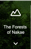 The Forests of Nakae—forests in Japan we all protect